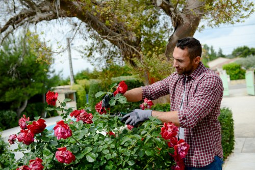 Seasonal hedge maintenance for a tidy urban garden