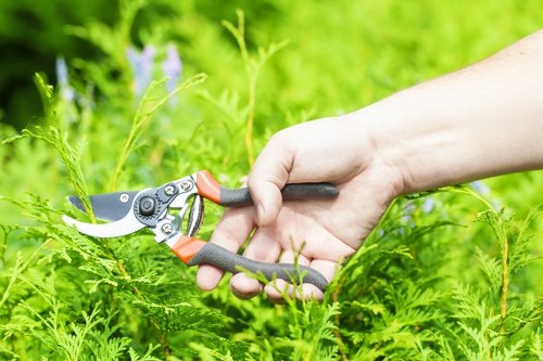 Healthy green lawn maintenance in Isle of Dogs with seasonal treatment